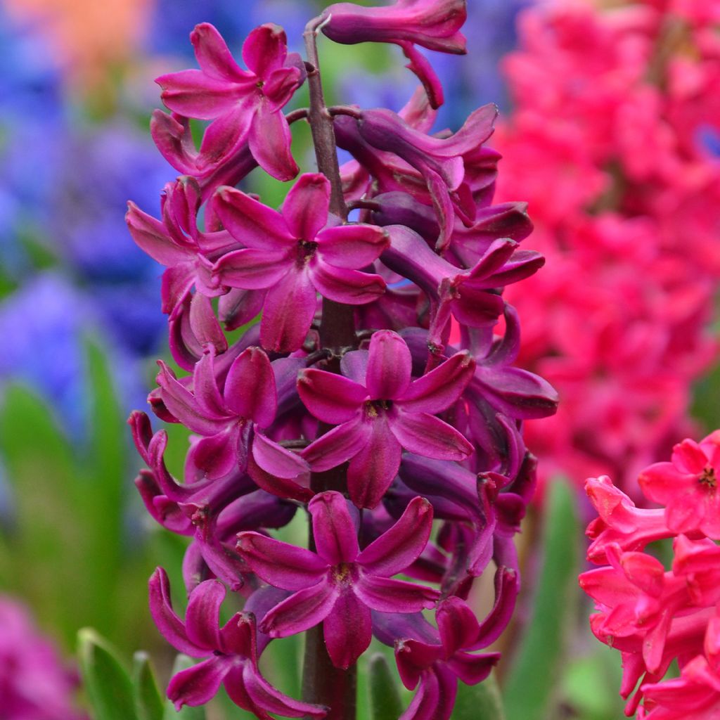 Hyacinthus Woodstock - Garden Hyacinth