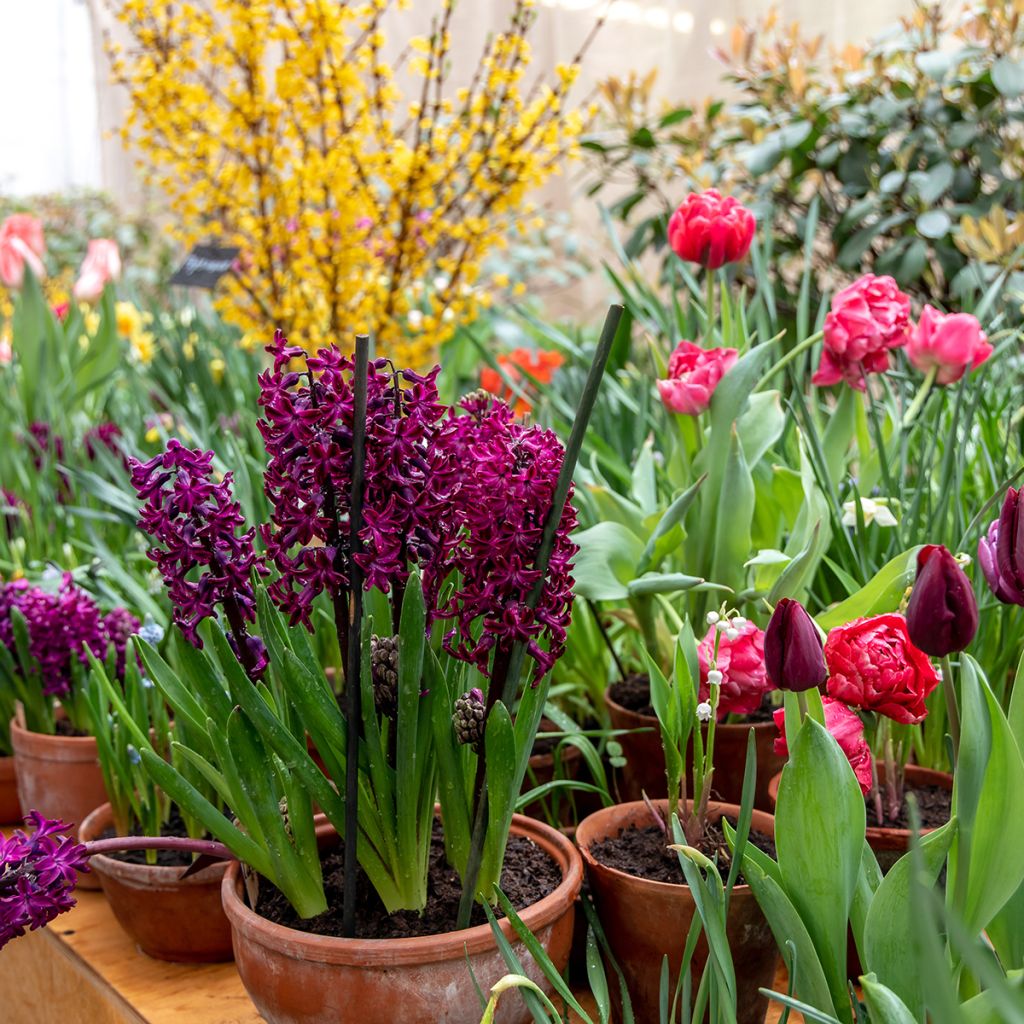 Hyacinthus Woodstock - Garden Hyacinth