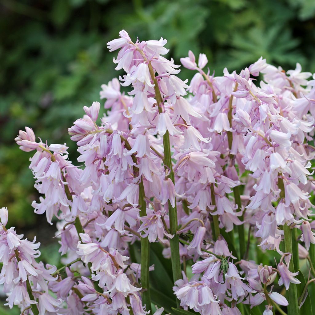 Hyacinthoides hispanica Rose Queen