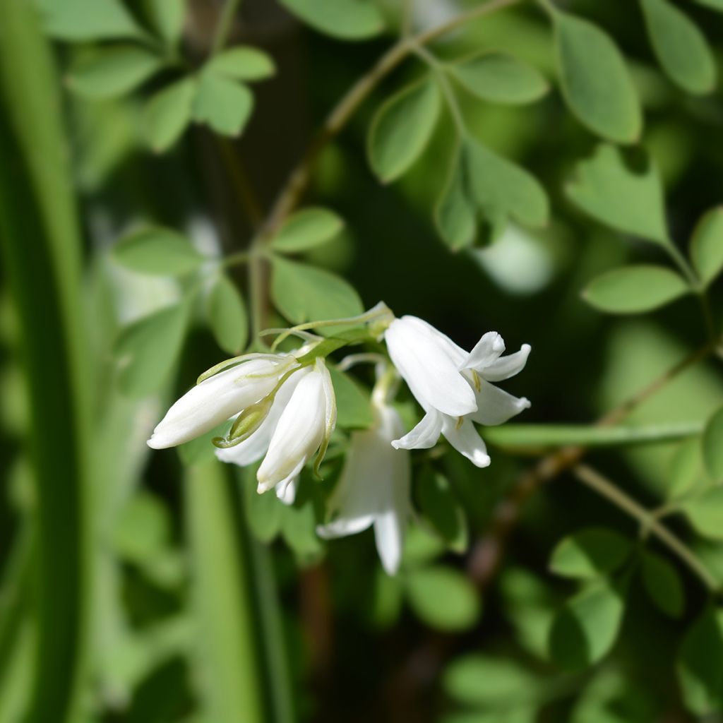 Hyacinthoides hispanica Alba