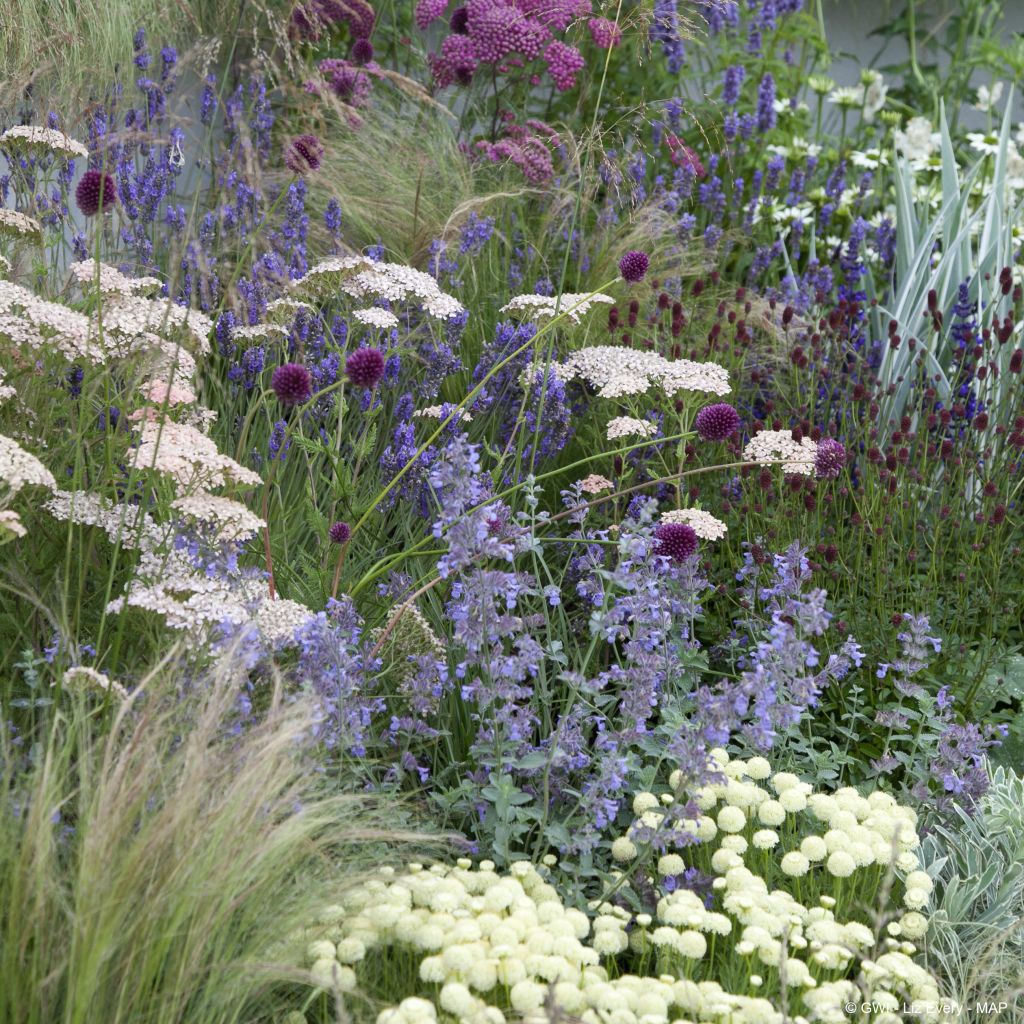 2m² dry naturalist garden
