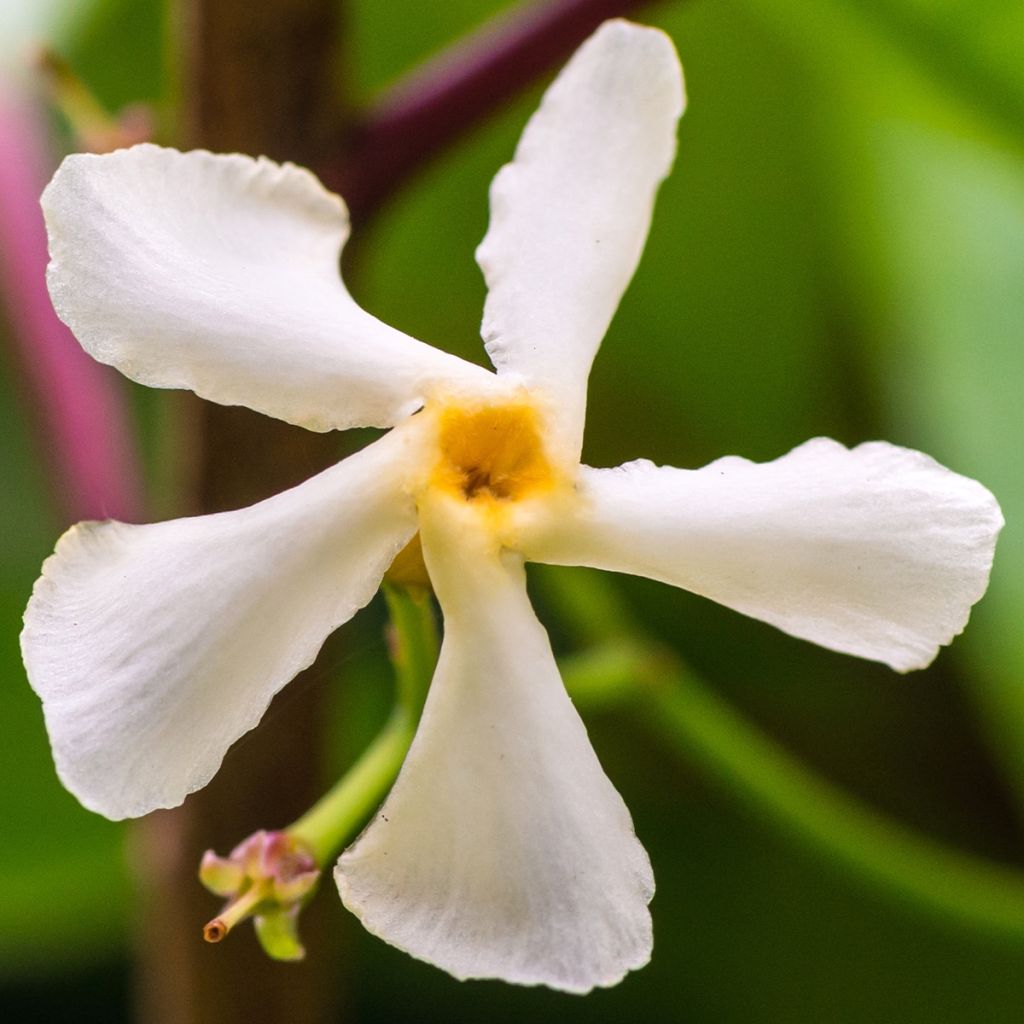 Trachelospermum jasminoides Waterwheel - Star Jasmine