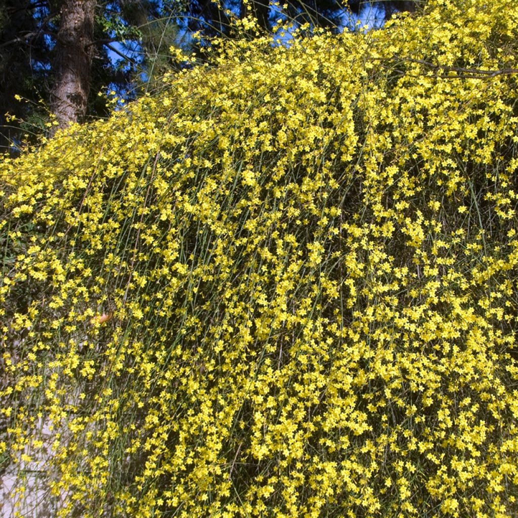 Jasminum nudiflorum - Winter jasmine