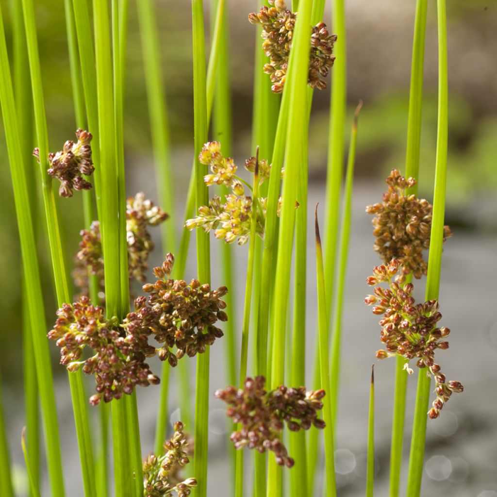 Juncus effusus