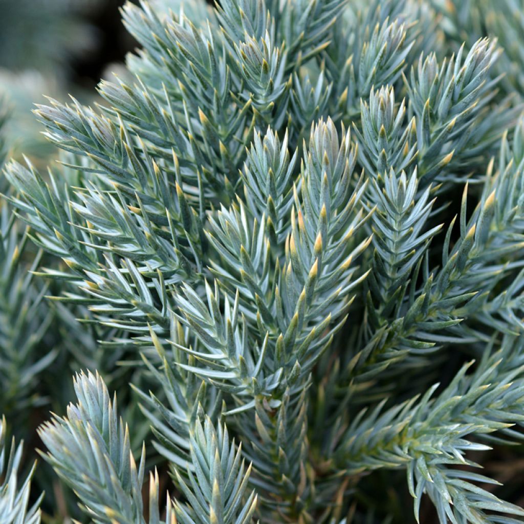 Juniperus squamata Blue Star - Scale juniper