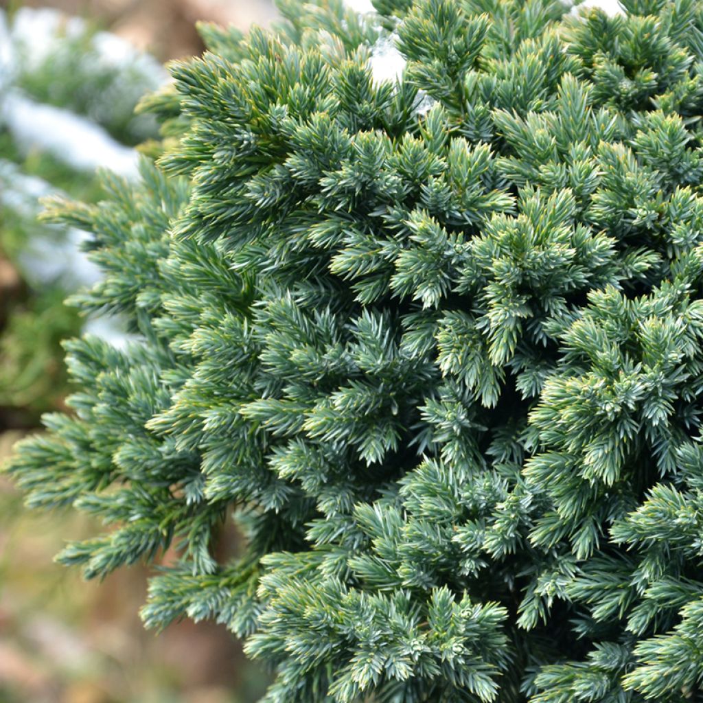 Juniperus squamata Blue Star - Scale juniper