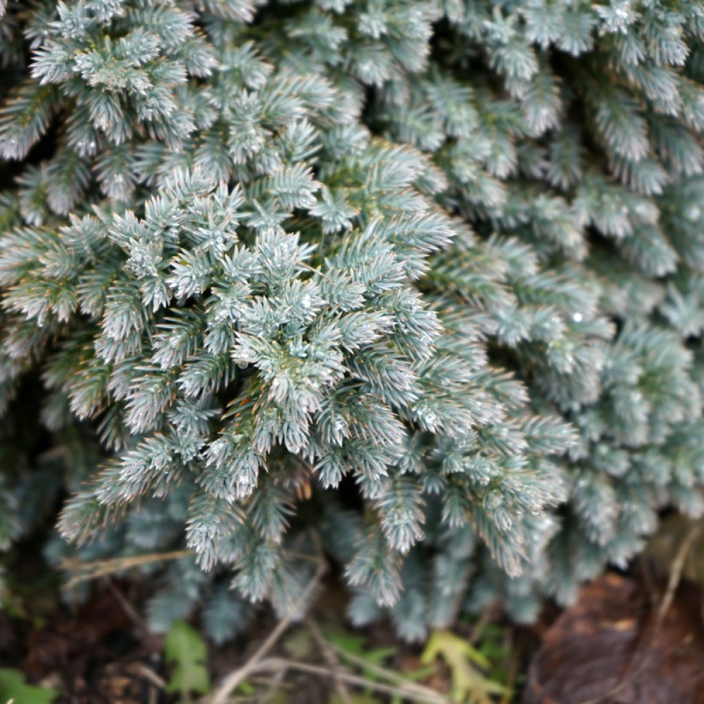 Juniperus squamata Blue Star - Scale juniper