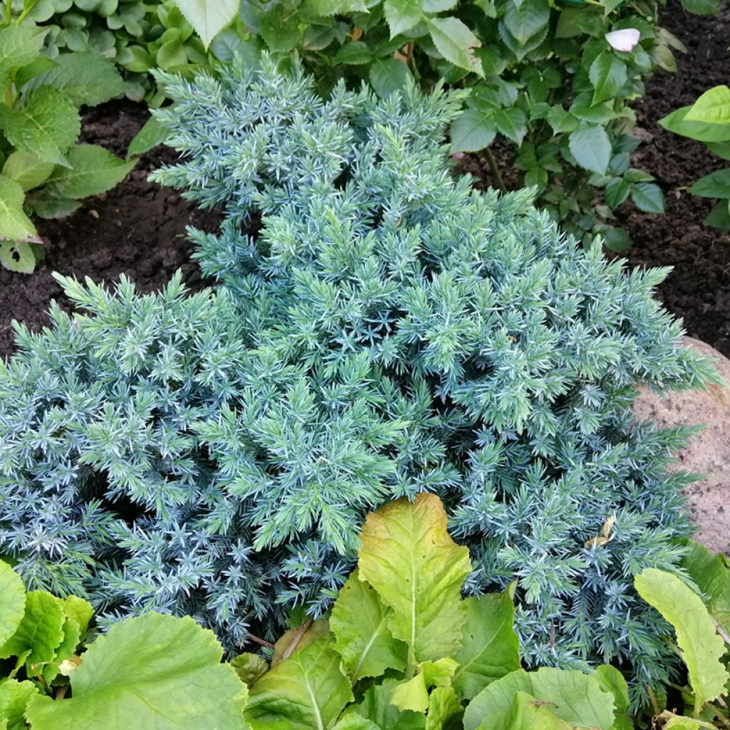 Juniperus squamata Blue Star - Scale juniper