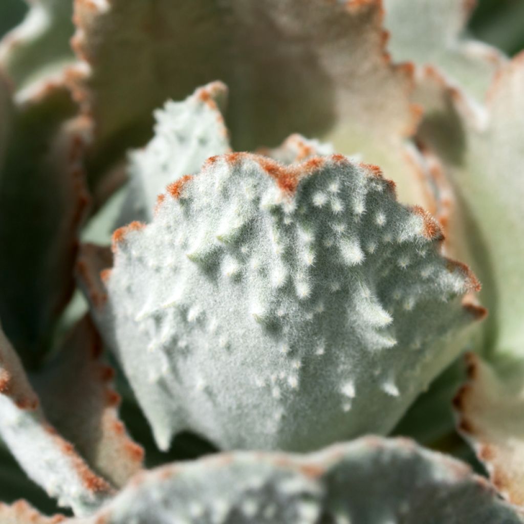 Kalanchoe beharensis Fang - Felt plant