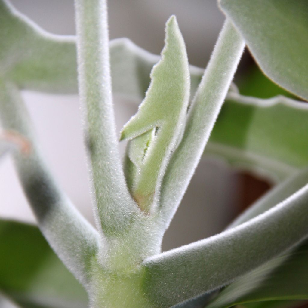 Kalanchoe beharensis Silver Shadow - Felt plant