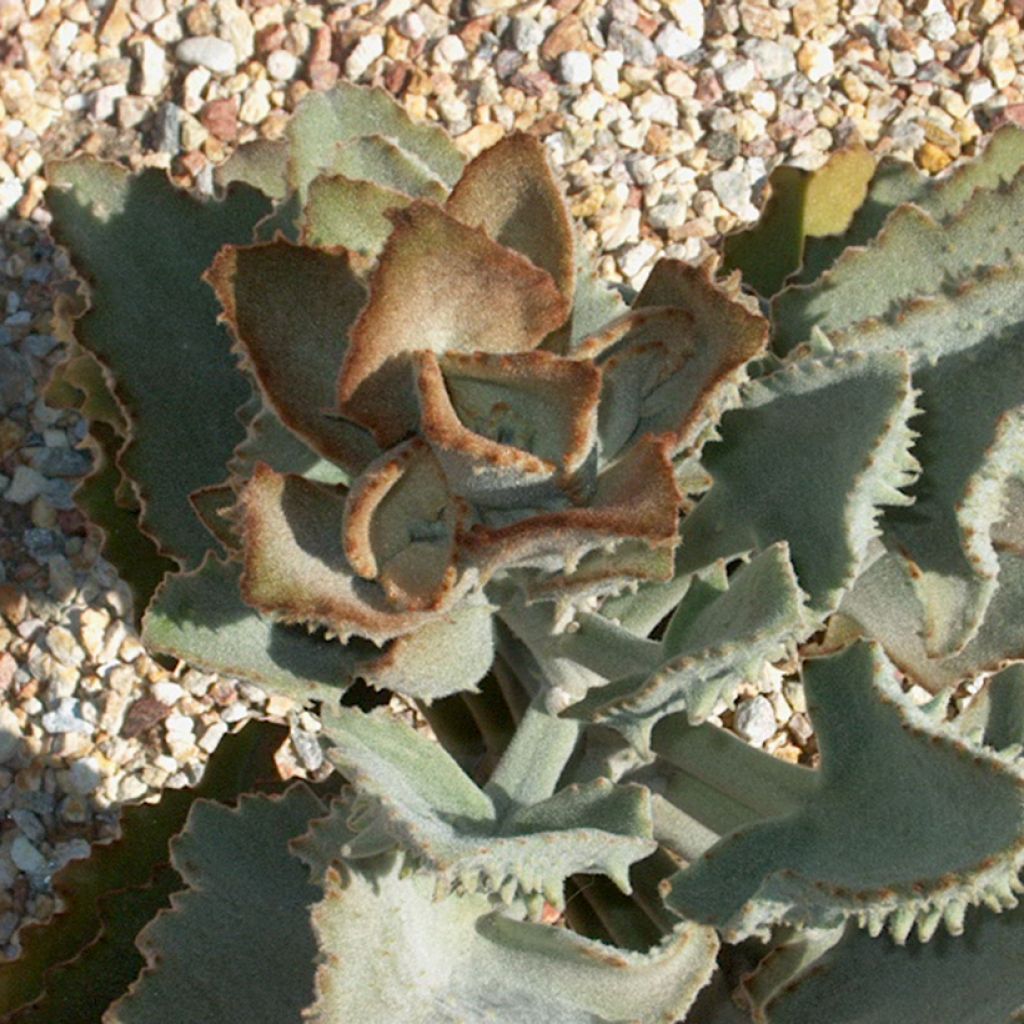 Kalanchoe beharensis Fang - Felt plant