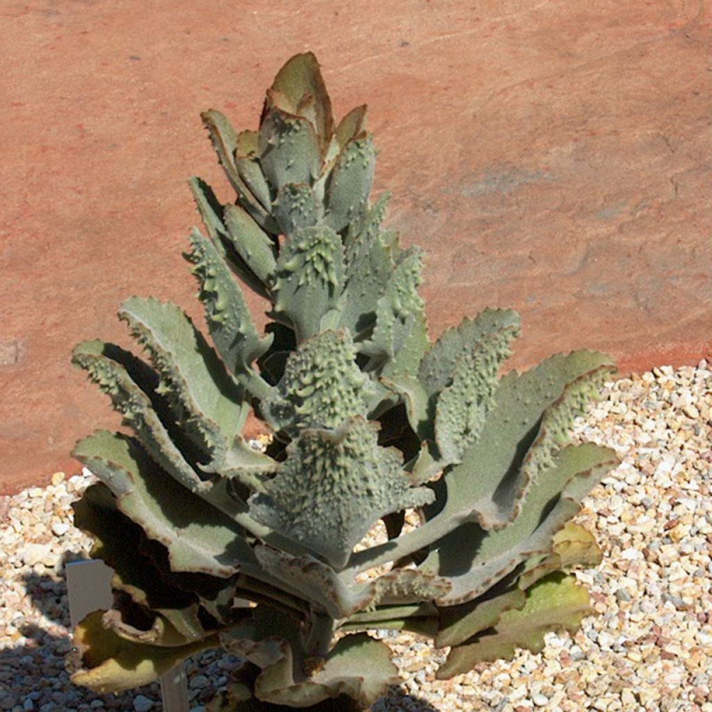 Kalanchoe beharensis Fang - Felt plant