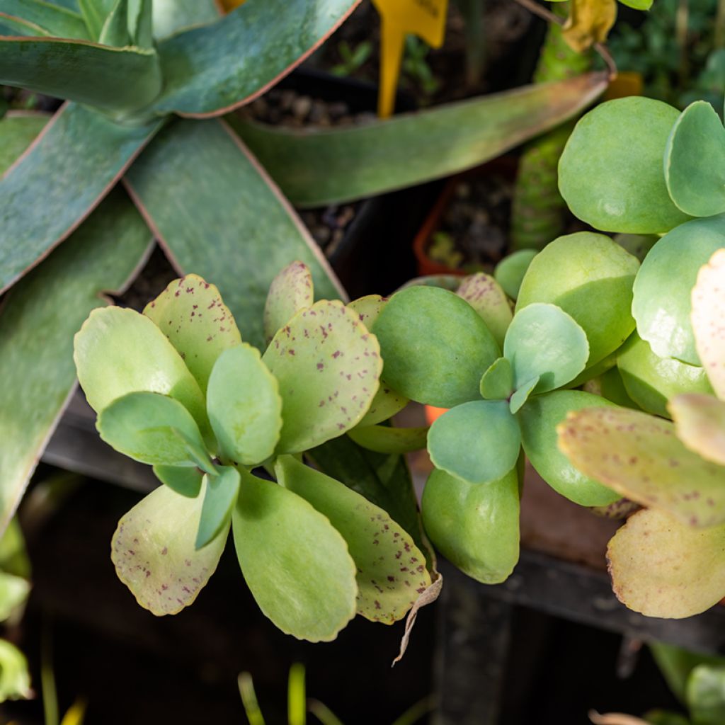 Kalanchoe marmorata - Penwiper