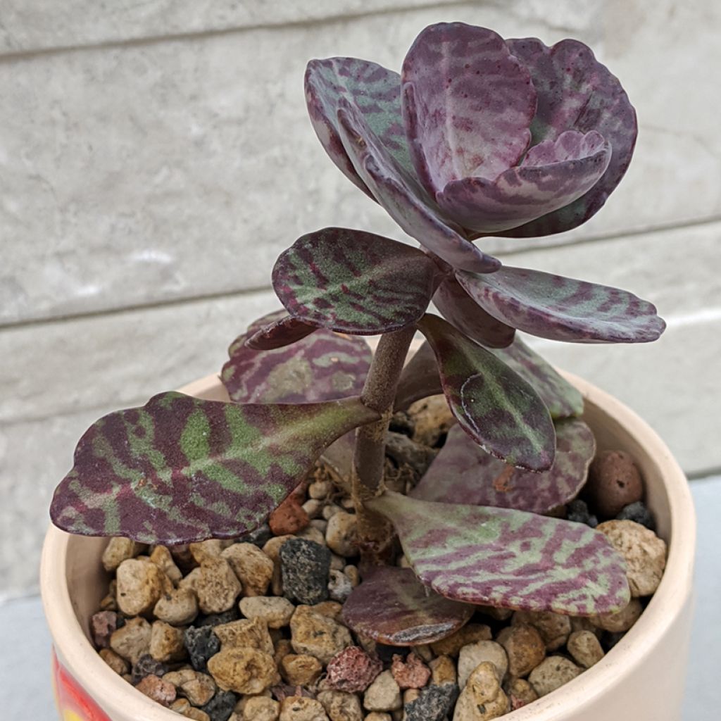 Kalanchoe marmorata - Penwiper