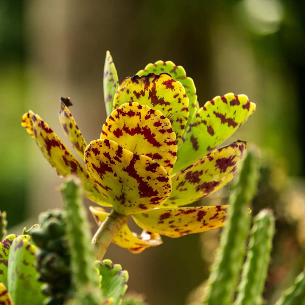 Kalanchoe marmorata - Penwiper