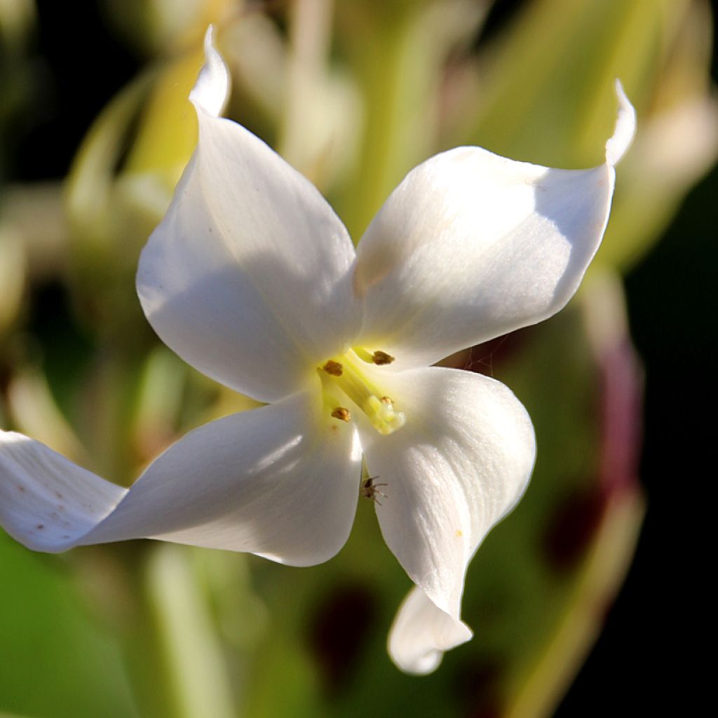 Kalanchoe marmorata - Penwiper