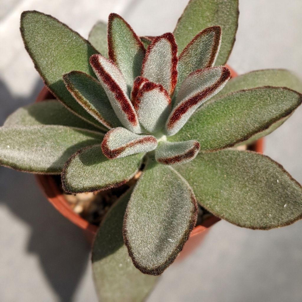 Kalanchoe tomentosa