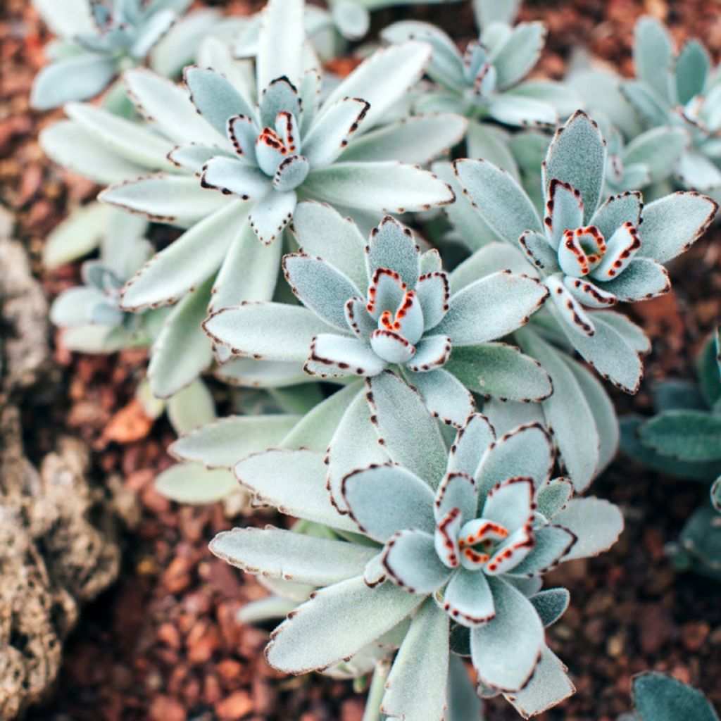 Kalanchoe tomentosa