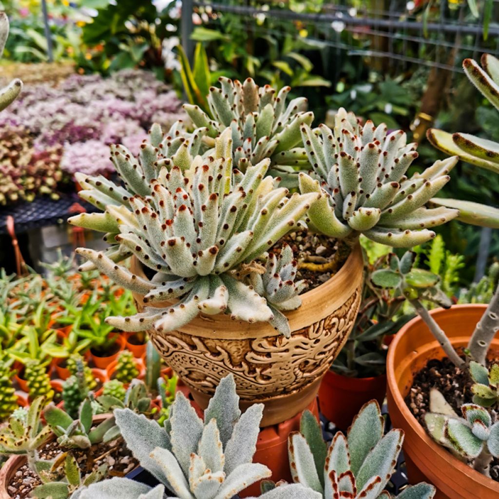 Kalanchoe tomentosa