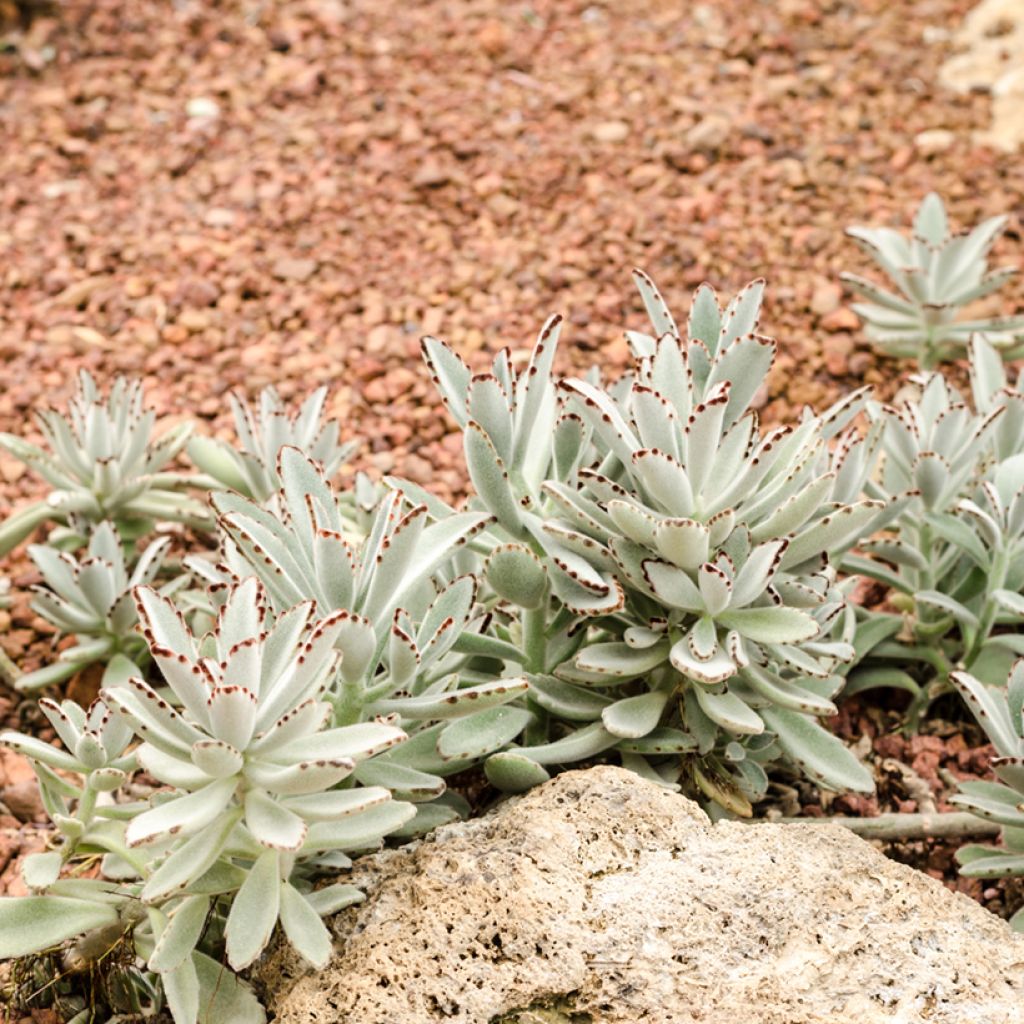 Kalanchoe tomentosa