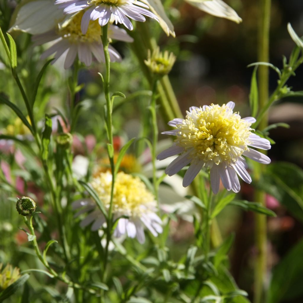 Kalimeris pinnatifida Hortensis