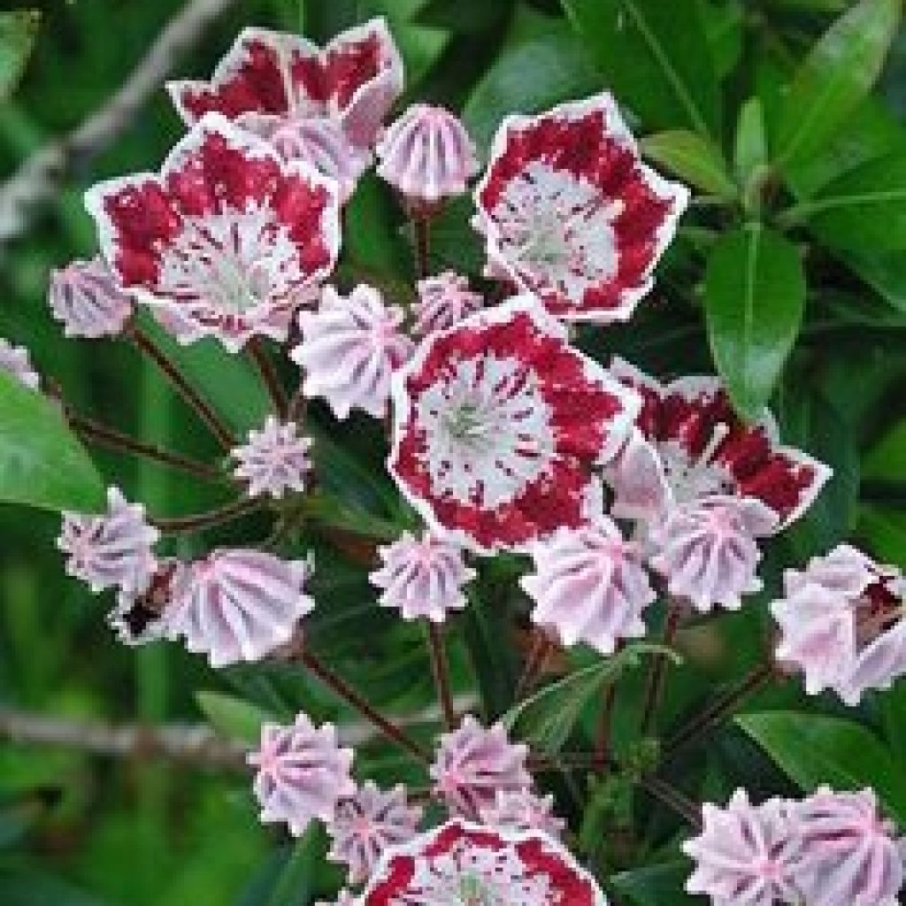 Kalmia latifolia ‘Galaxy’ - Laurier des montagnes à fleurs lie de vie et blanc 
