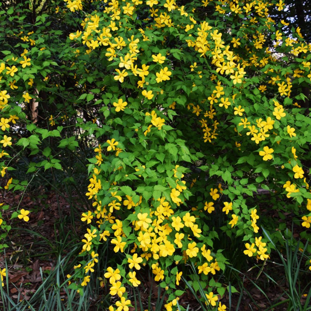 Kerria japonica Golden Guinea - Japanese Rose