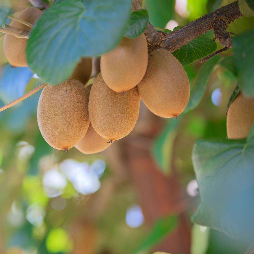 Kiwi Plant Morning Star (female) - Actinidia deliciosa