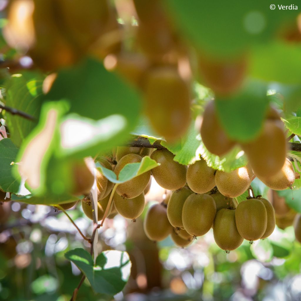 Kiwi Plant kiw'Happy (female)  - Actinidia deliciosa