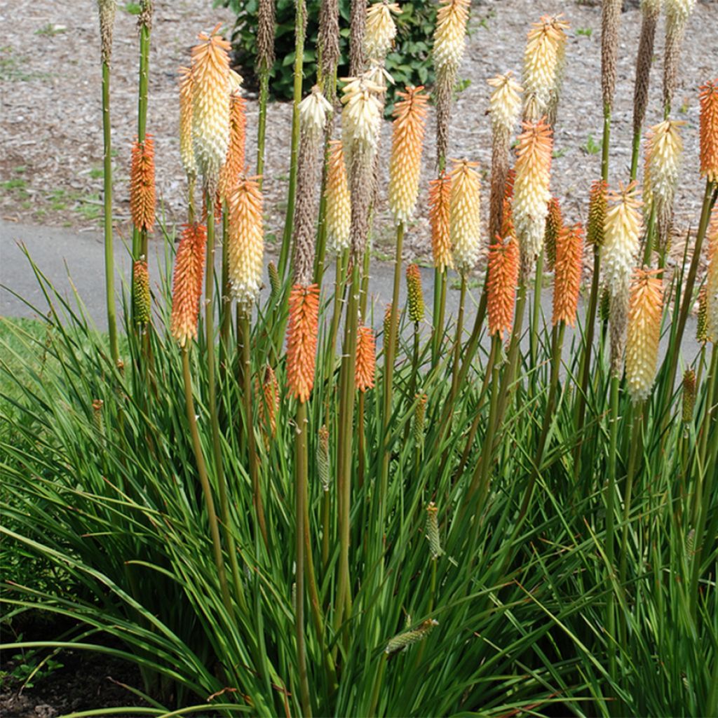 Kniphofia rooperi Cobra - Red Hot Poker