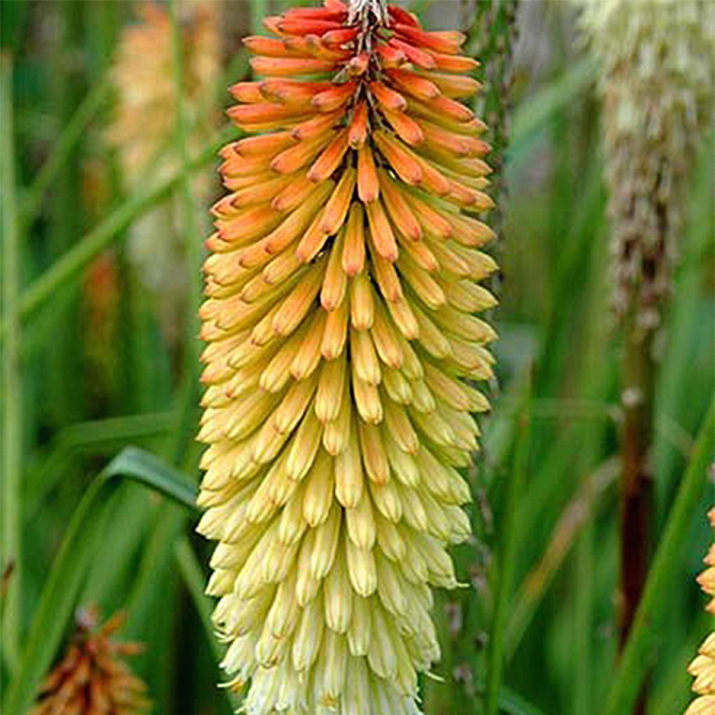 Kniphofia rooperi Cobra - Red Hot Poker