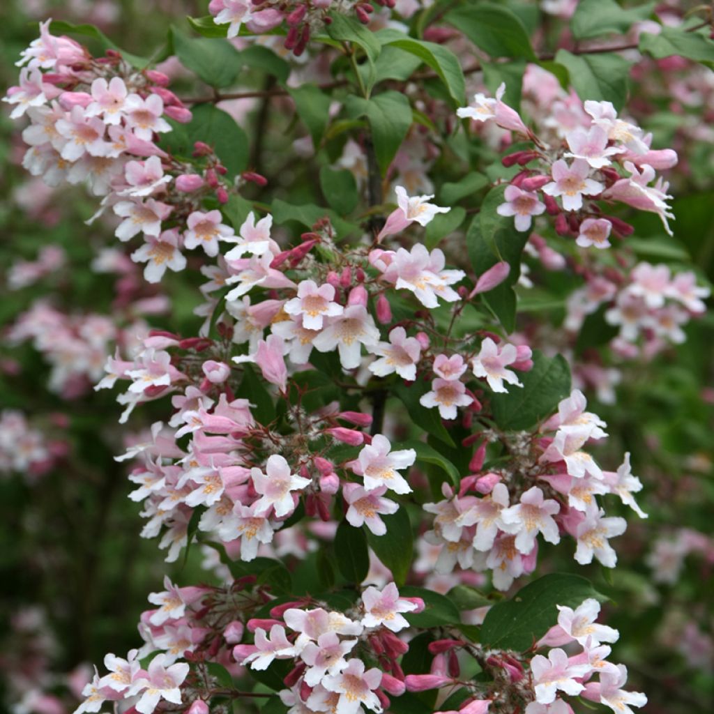 Kolkwitzia amabilis Pink Cloud - Beauty Bush