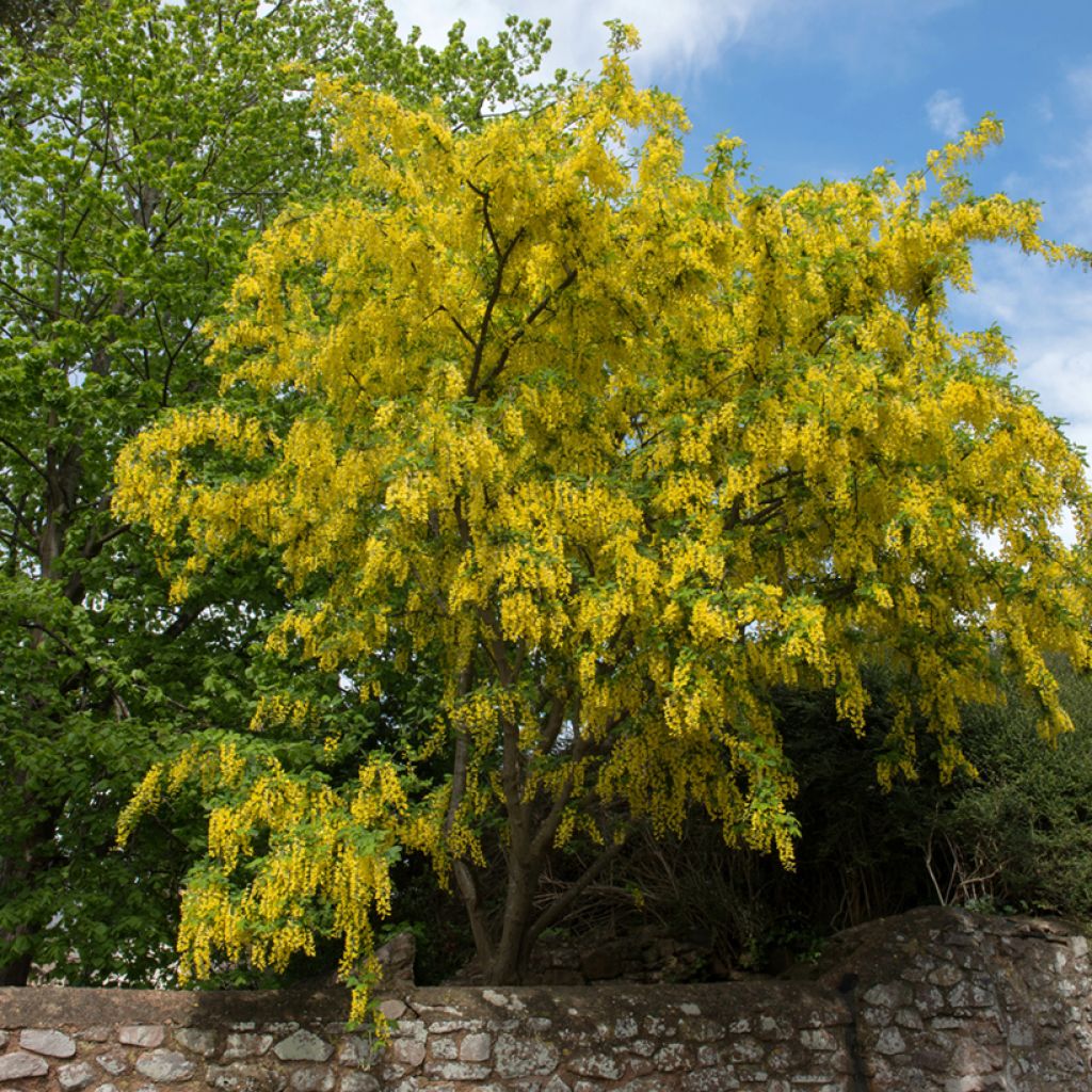 Laburnum anagyroides