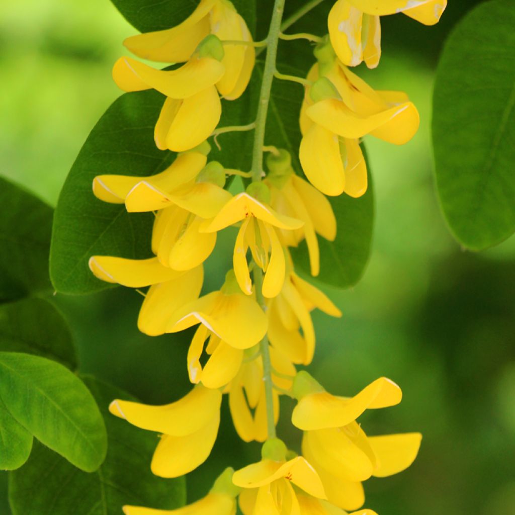 Laburnum anagyroides