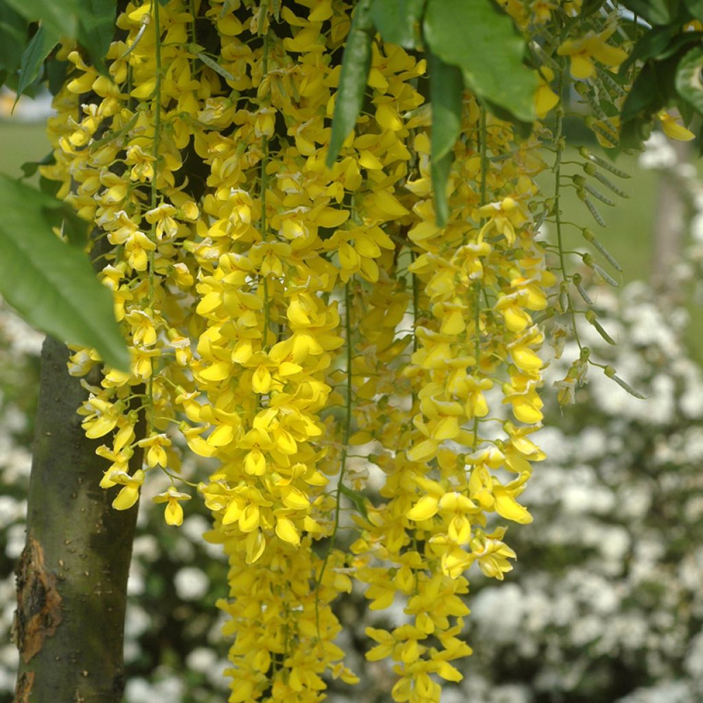 Laburnum x watereri Vossii