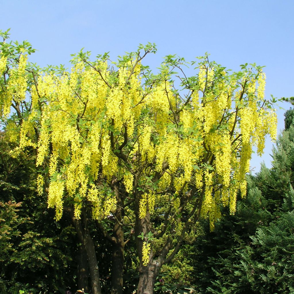 Laburnum x watereri Vossii