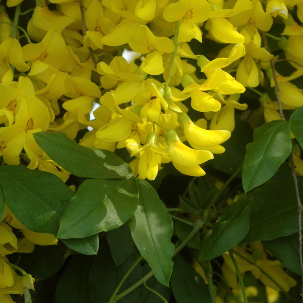 Laburnum x watereri Vossii