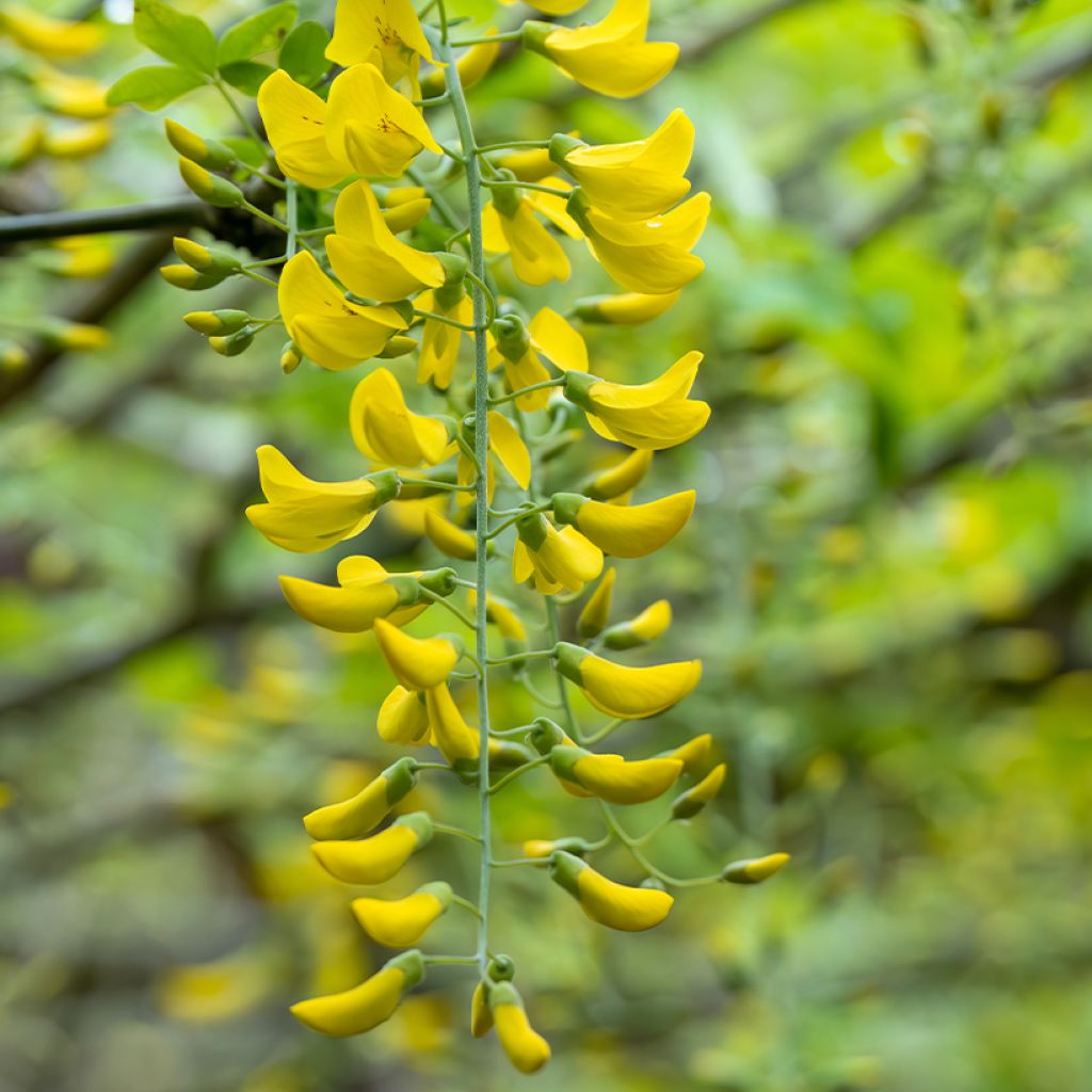 Laburnum x watereri Vossii