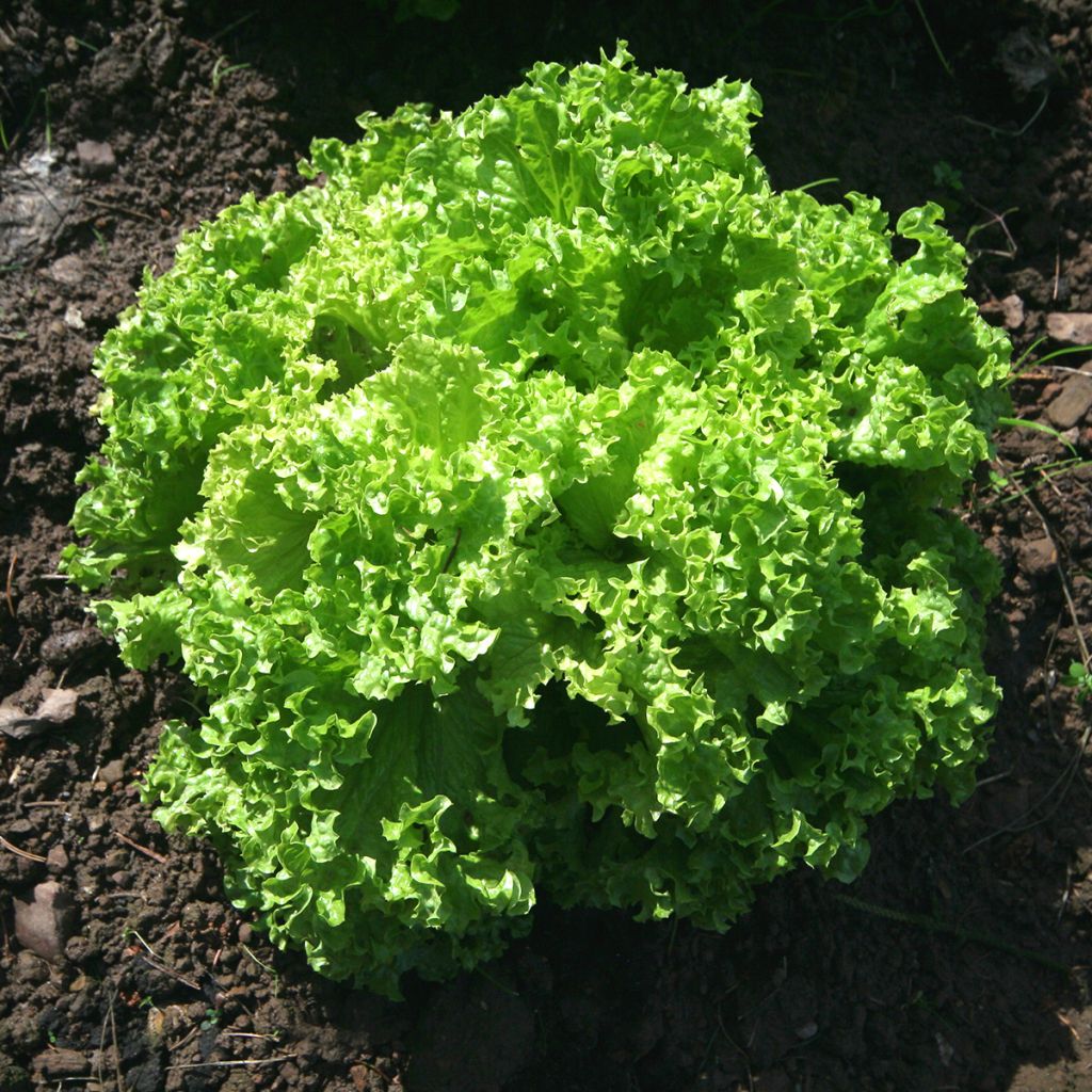 Loose leaf Lettuce Lollo Bionda