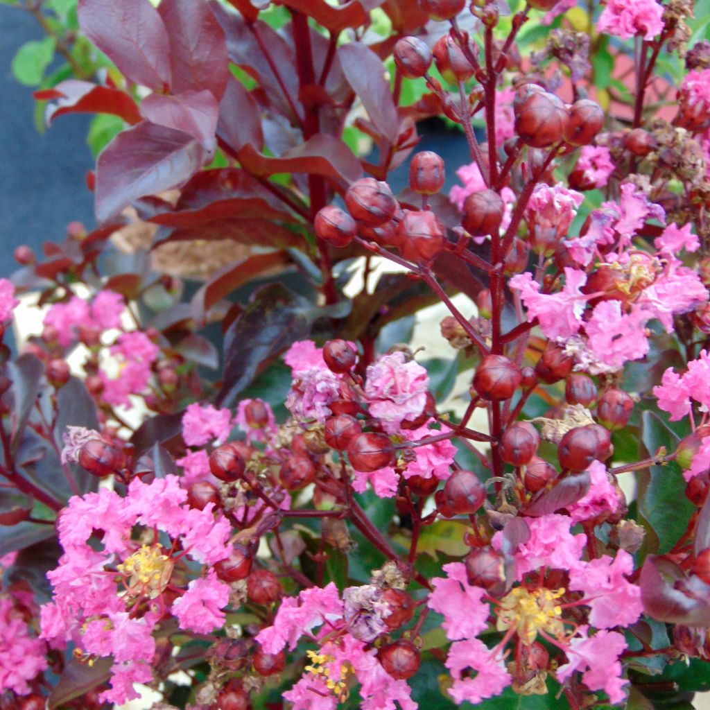 Lagerstroemia indica Rhapsody in PINK 