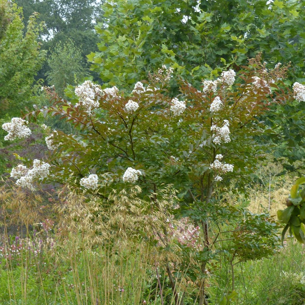 Lagerstroemia indica Nivea - Lilas des Indes