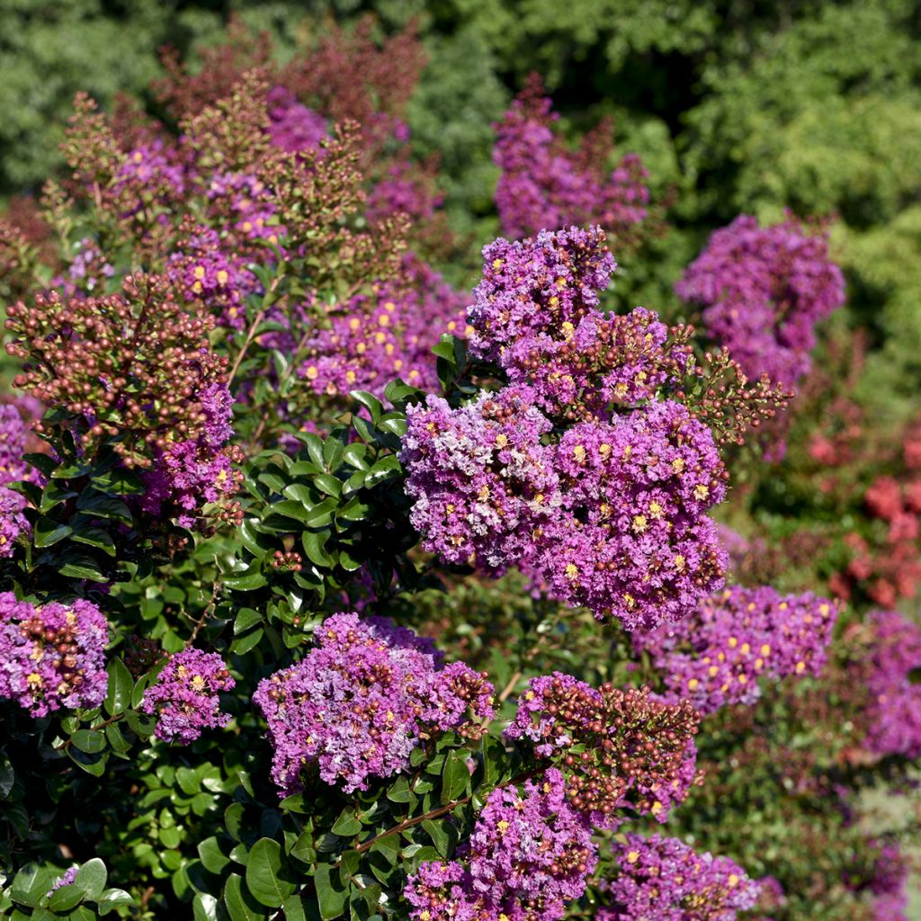 Lagerstroemia indica Purple Magic - Crape Myrtle