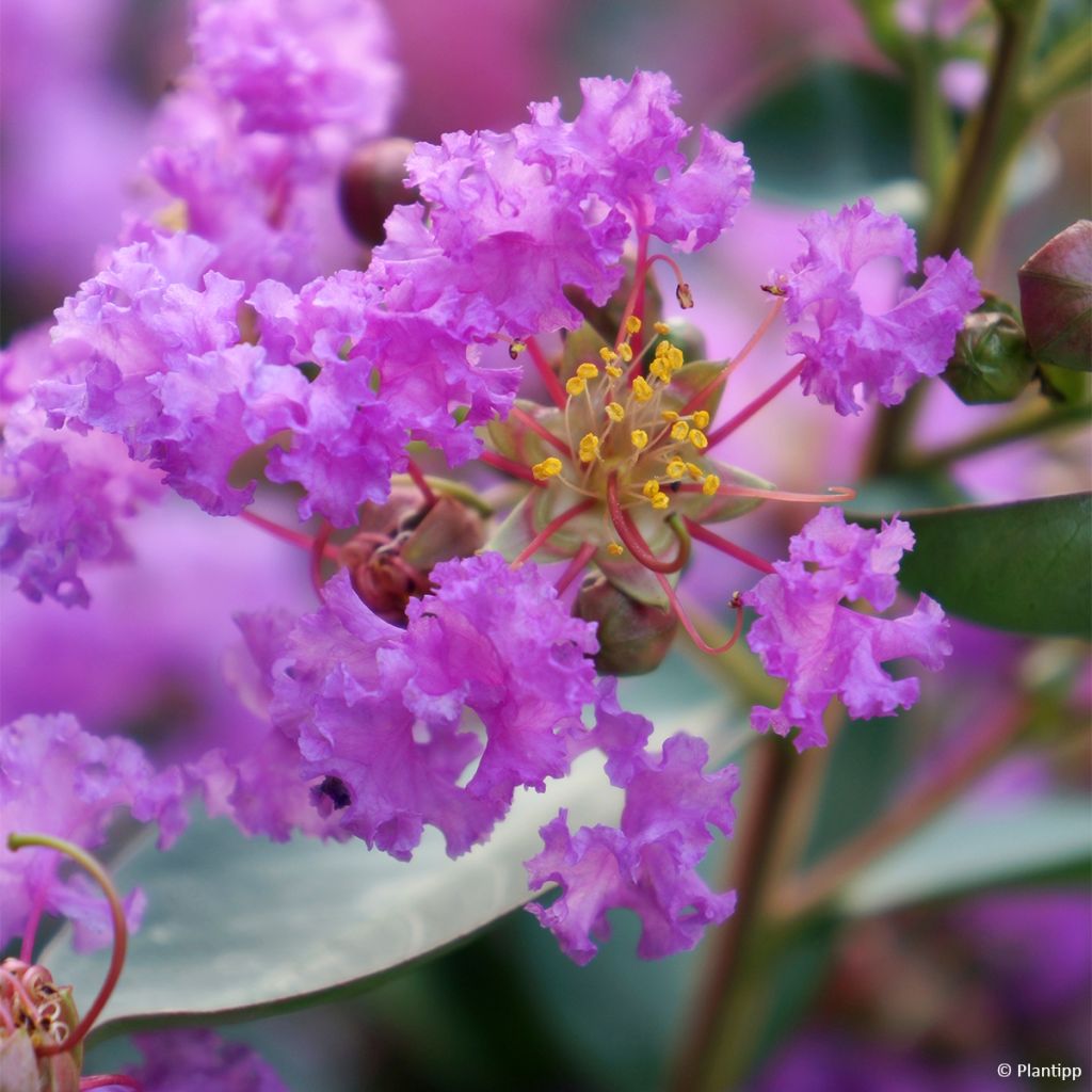 Lagerstroemia indica Eternal with Love - Crape Myrtle