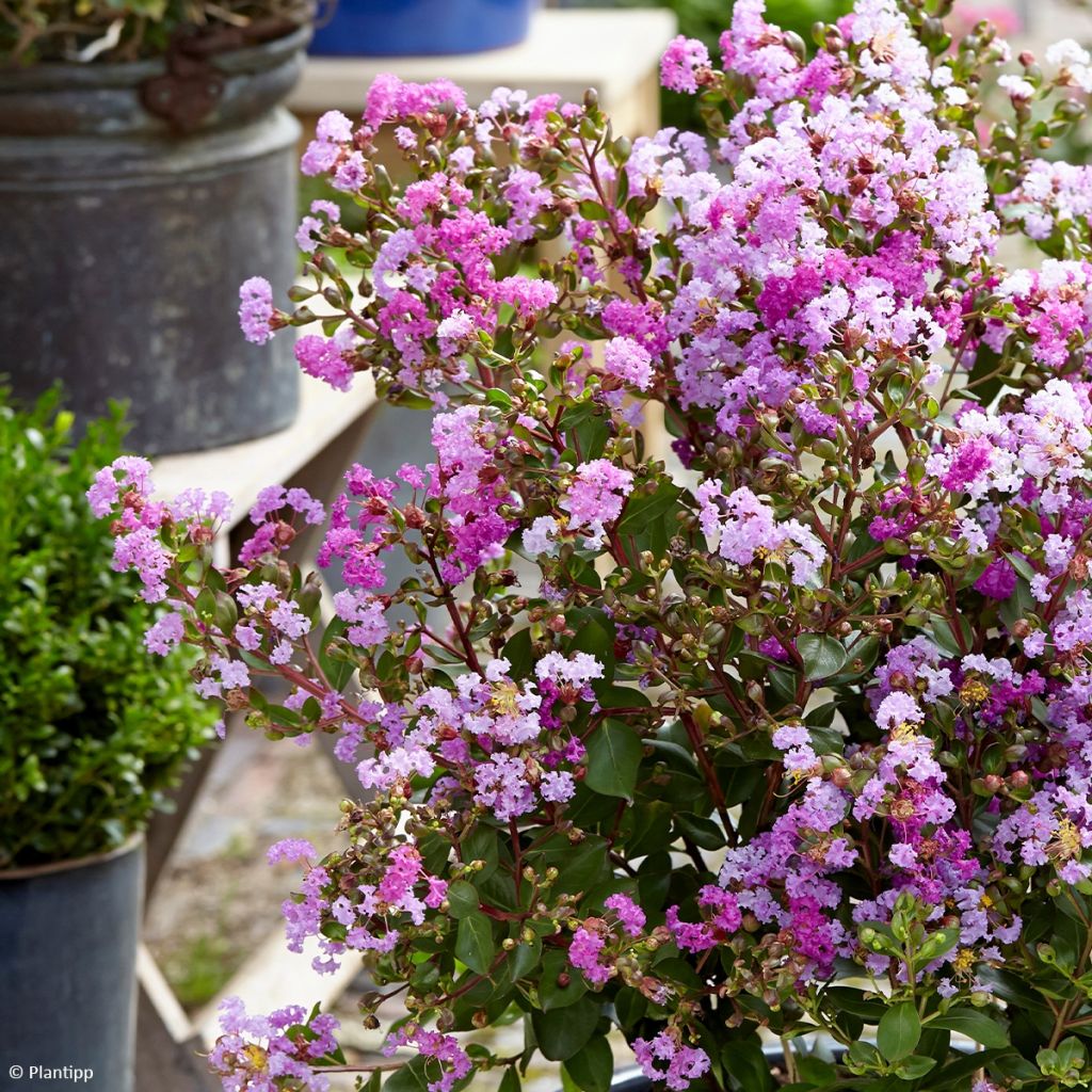 Lagerstroemia indica Eternal with Love - Crape Myrtle