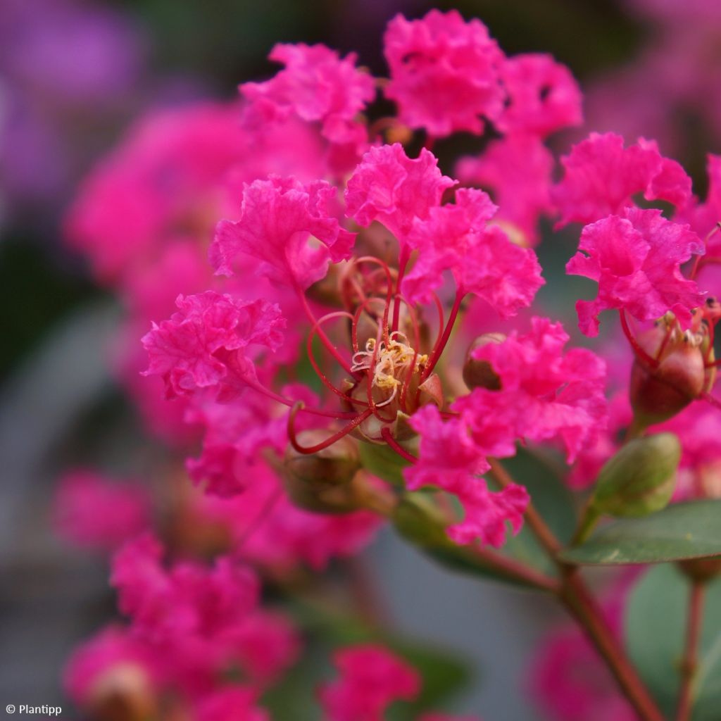 Lagerstroemia indica With Love Kiss - Crape Myrtle