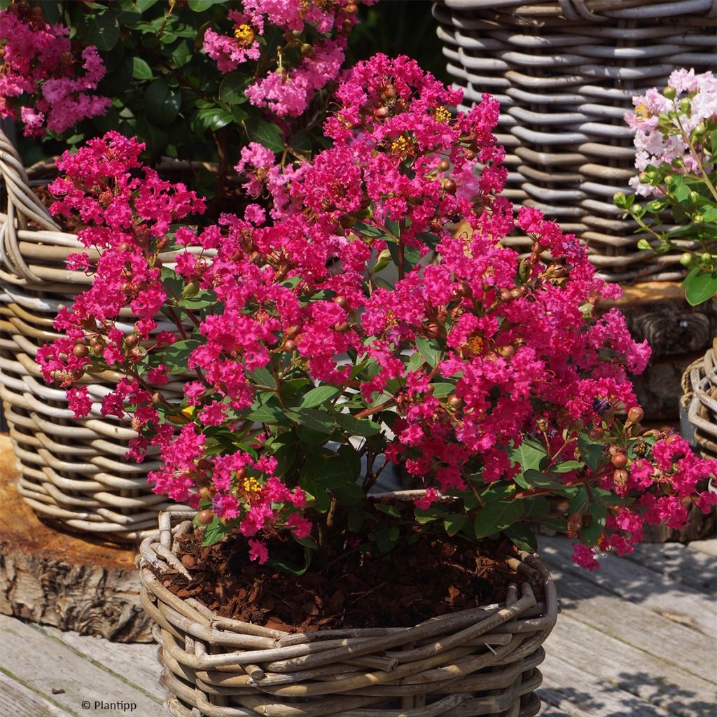 Lagerstroemia indica With Love Kiss - Crape Myrtle