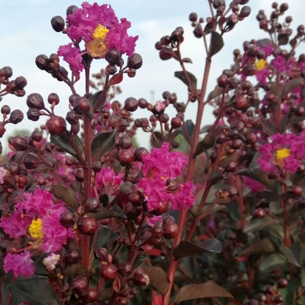 Lilas des Indes - Lagerstroemia indica Rhapsody In Blue