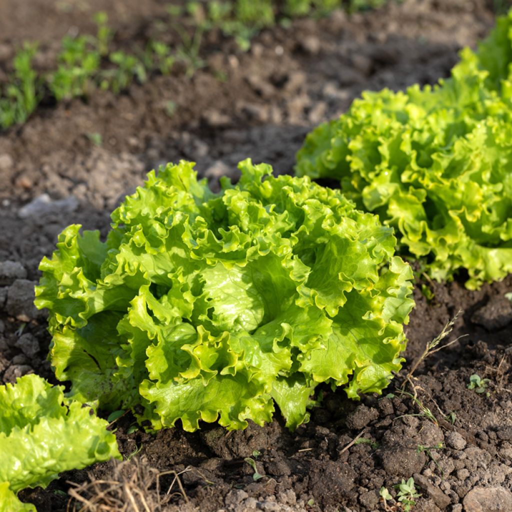 Batavian Lettuce Blonde de Paris organic seeds