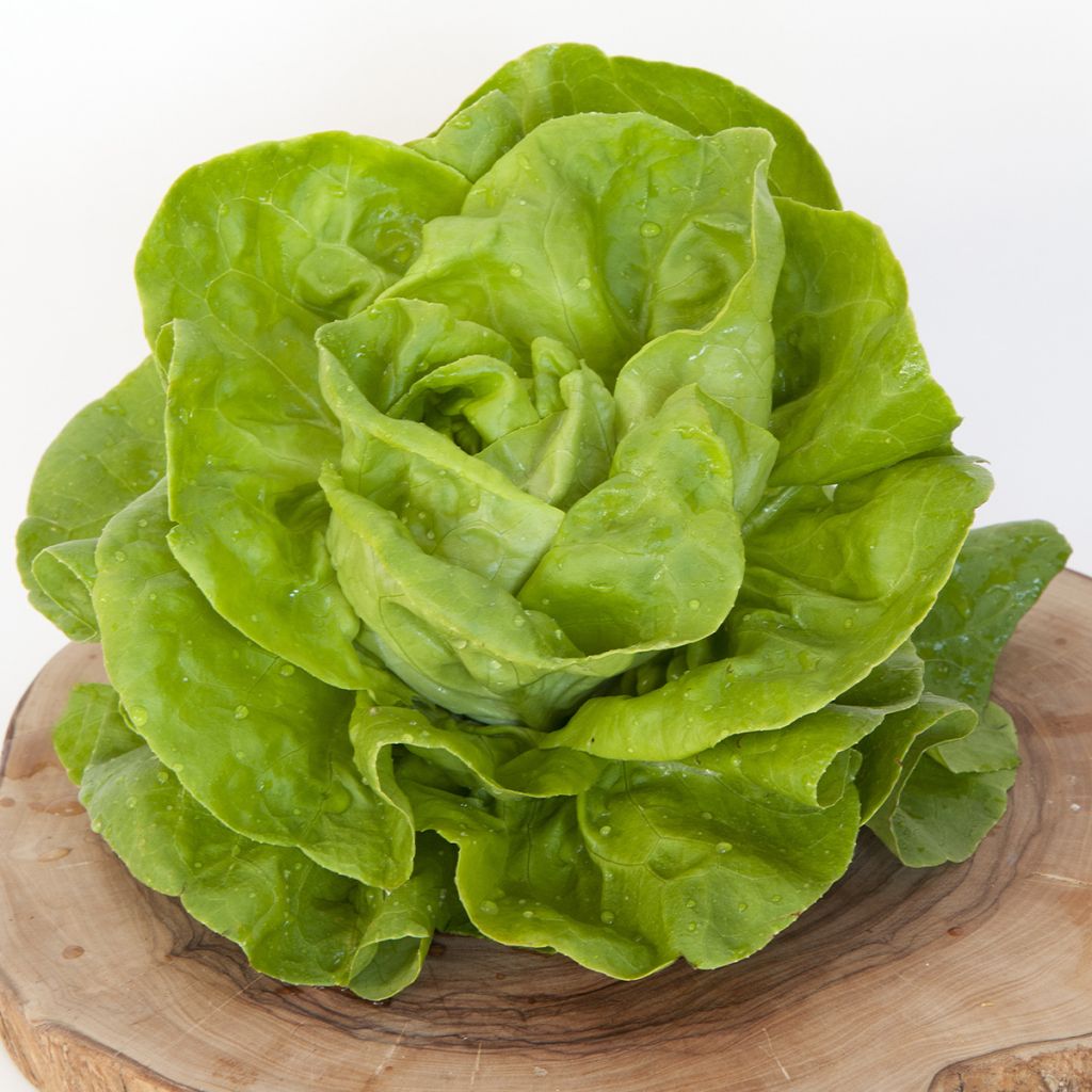 Lactuca sativa 'Gustav's Salad'