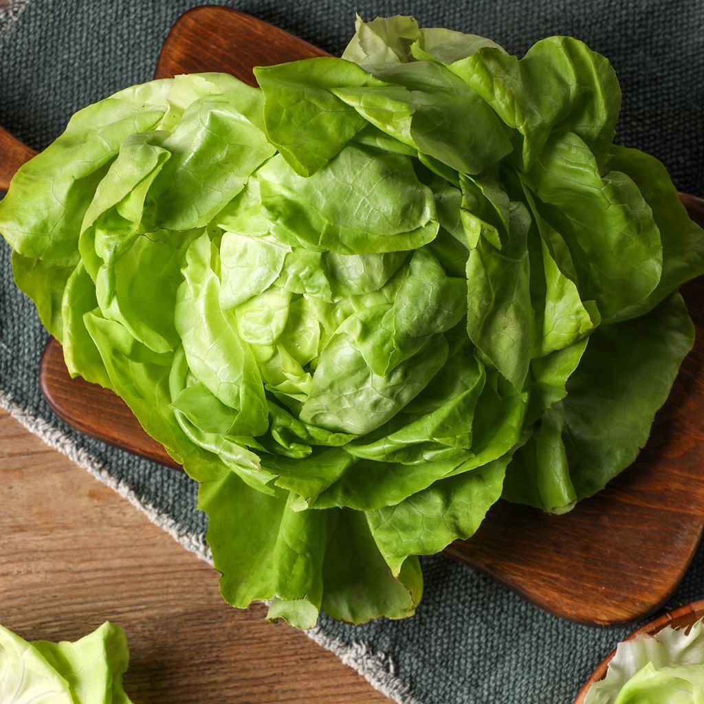 Butterhead Lettuce Du Bon Jardinier - Lactuca sativa